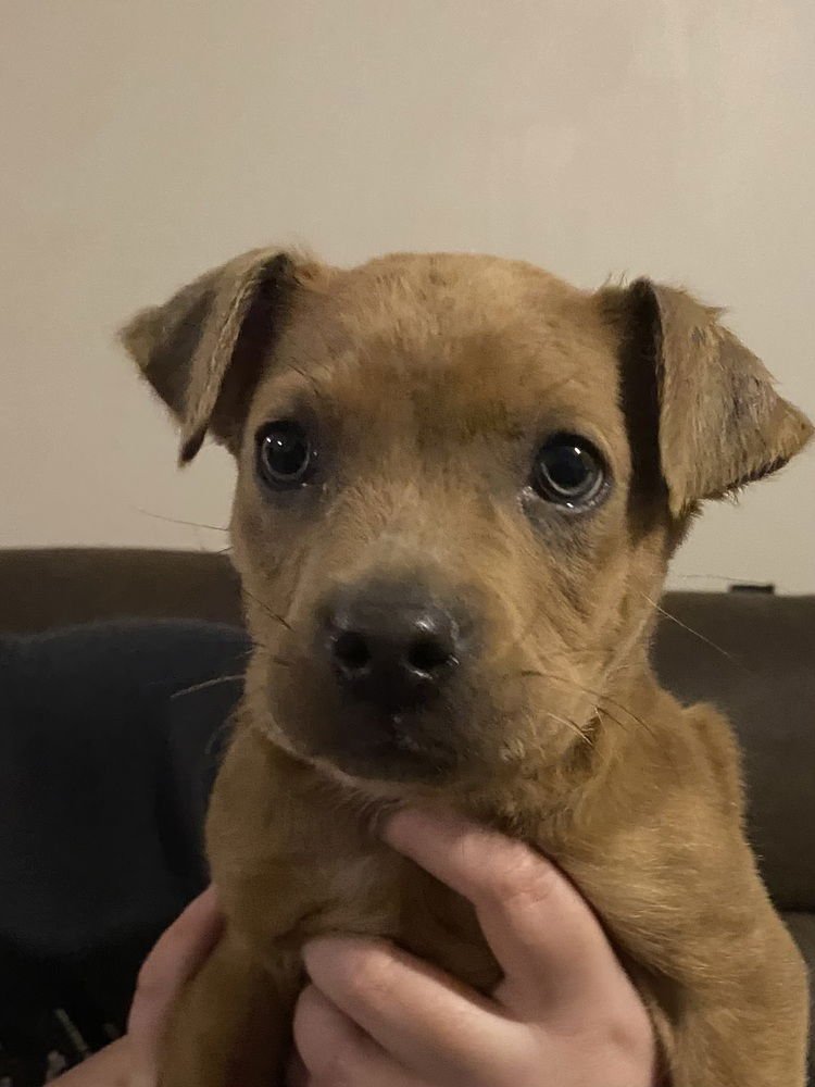 FRANKLIN NATHANIEL - Terrier available for adoption