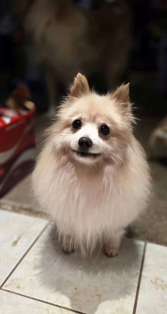 PEI PEI - Pomeranian available for adoption