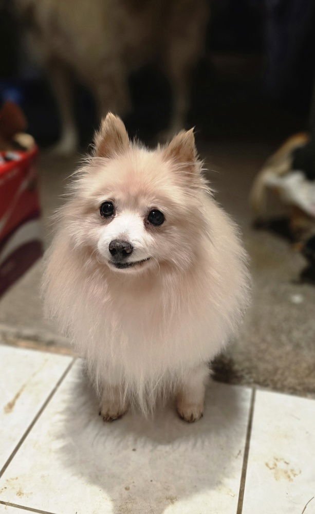 PEI PEI - Pomeranian available for adoption