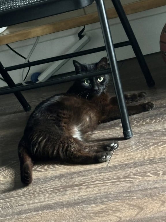 Dudleys : Jynx Kitty Image