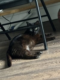 Dudleys : Jynx Kitty - Photo 1
