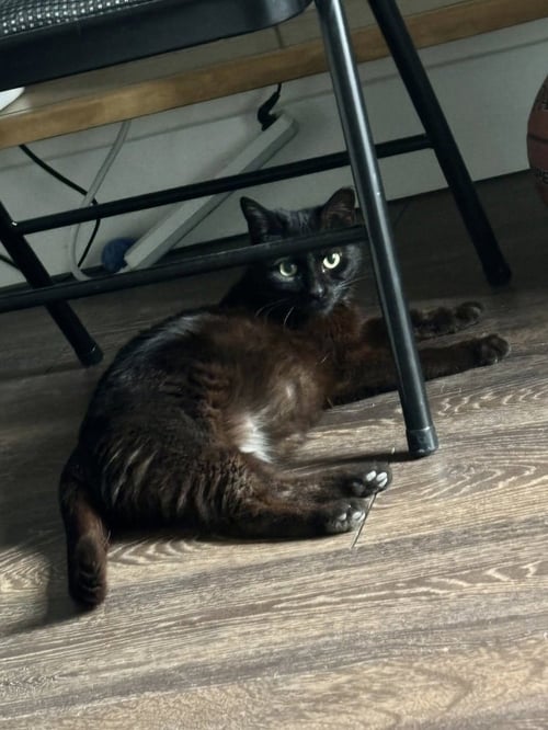 DUDLEYS : JYNX KITTY - Domestic Short Hair available for adoption