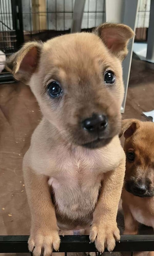 BEE GEES : BARRY - Labrador Retriever / Terrier available for adoption