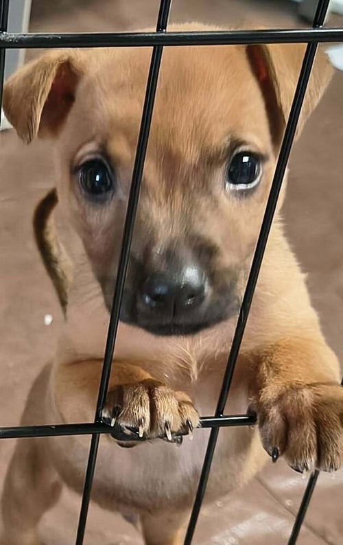 BEE GEES : BARRY - Labrador Retriever / Terrier available for adoption