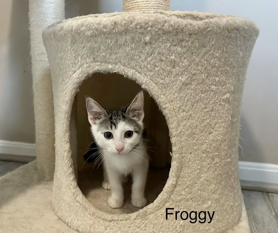 Little Rascats : Froggy Image