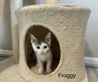 Little Rascats : Froggy - Photo 1