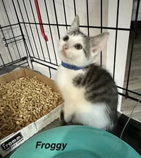 Little Rascats : Froggy - Photo 2