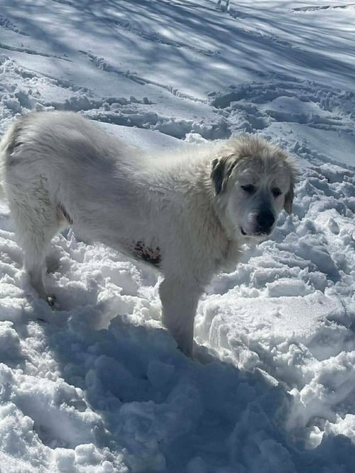RC WASHY - Great Pyrenees available for adoption