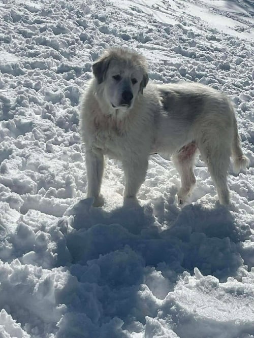 RC WASHY - Great Pyrenees available for adoption