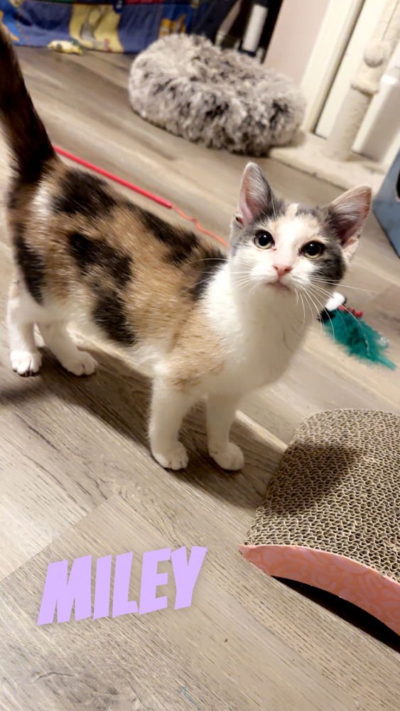DESTINYS KITTENS : MILEY - Domestic Short Hair available for adoption