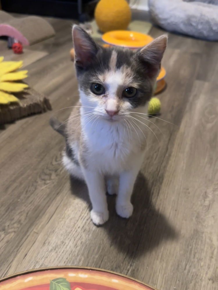 DESTINYS KITTENS : MILEY - Domestic Short Hair available for adoption