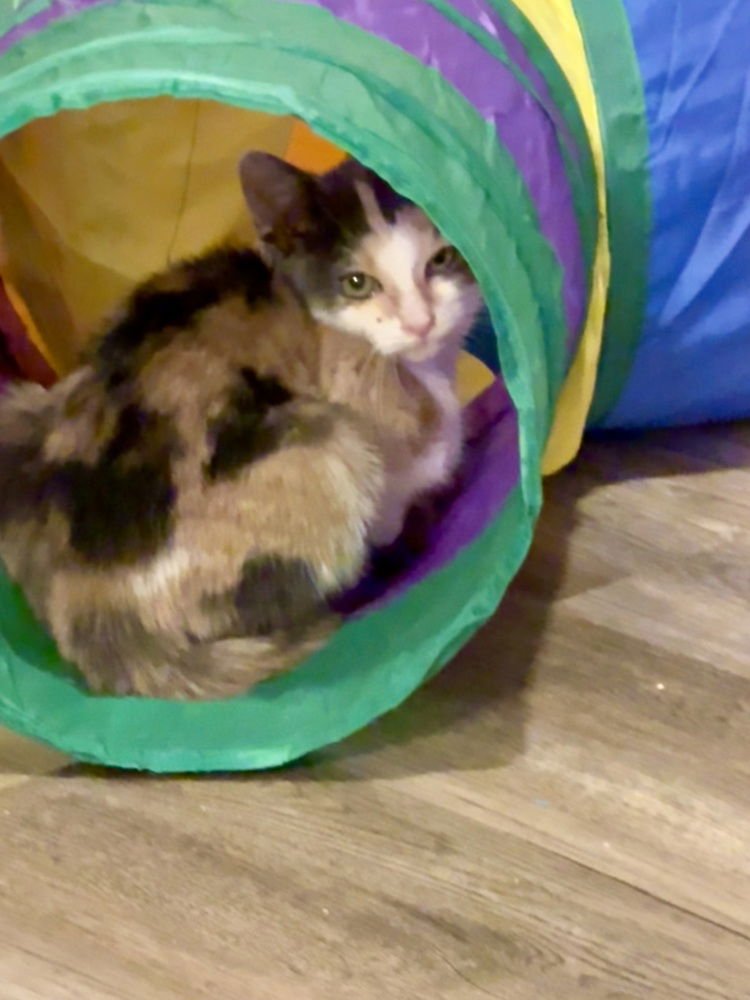 Destinys kittens : Miley - Photo 3