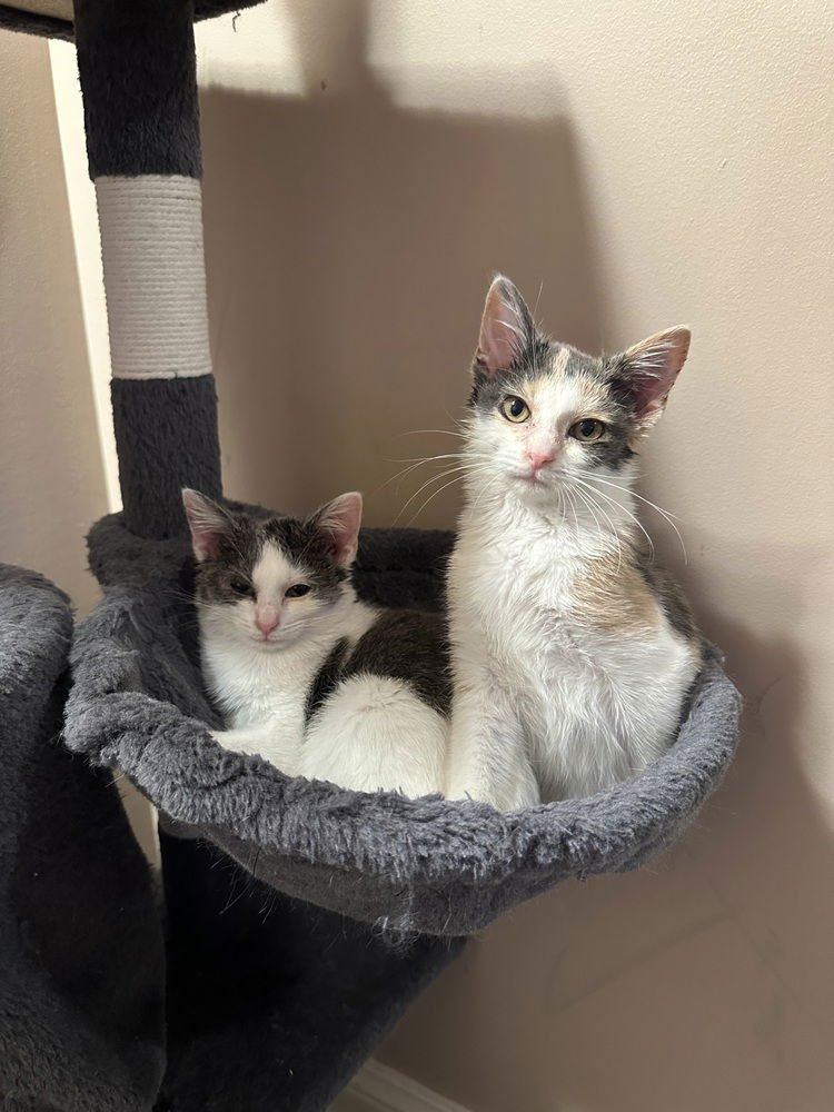 Destinys kittens : Miley - Photo 4