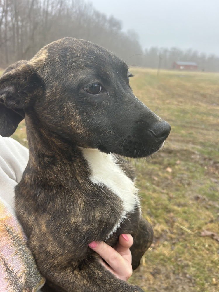 SRV VANUATU : CHAD - Dutch Shepherd / Shepherd available for adoption