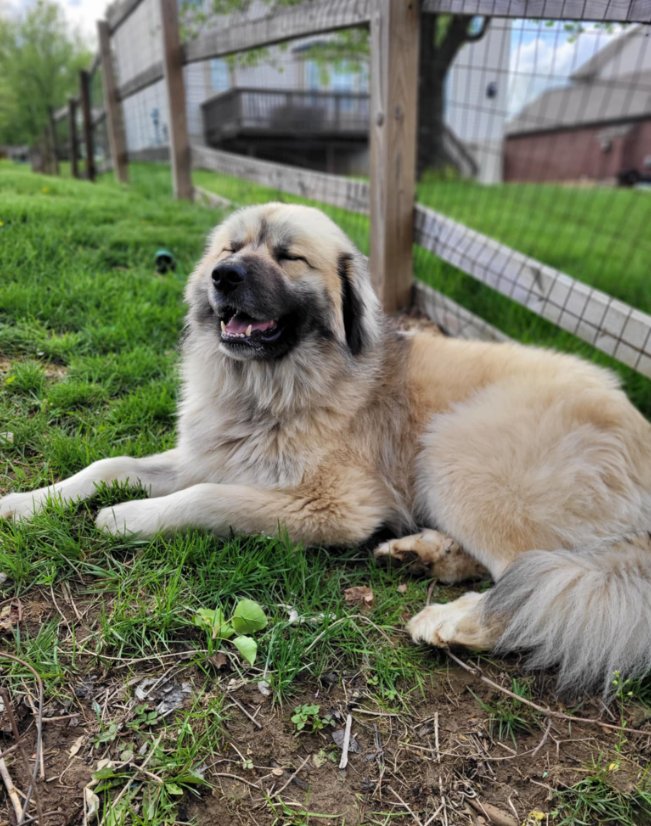MIKO PYR - Great Pyrenees available for adoption