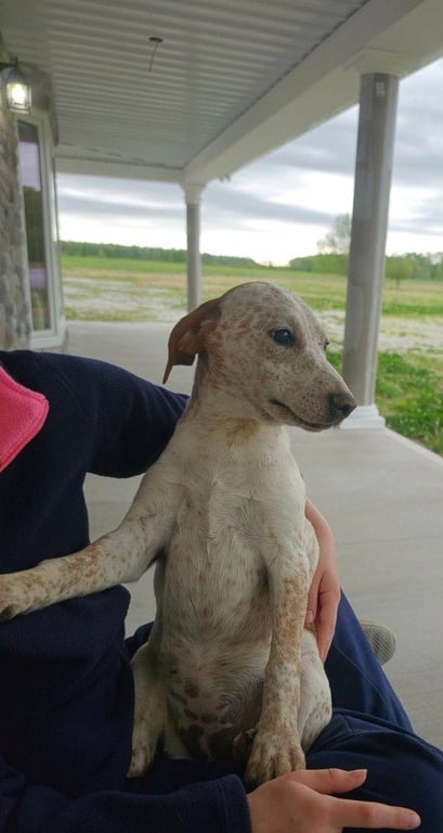 Farm Paws : Dot Image