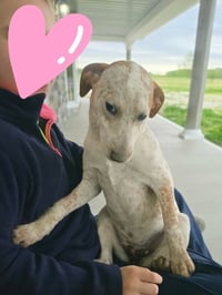 Farm Paws : Dot - Photo 2
