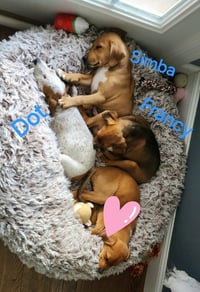 Farm Paws : Dot - Photo 3