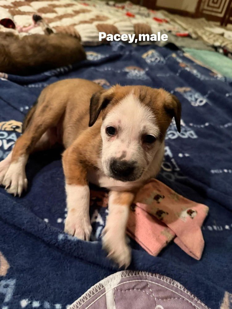 DAWSON'S TRIBUTE : PACEY - Pug / Australian Shepherd available for adoption