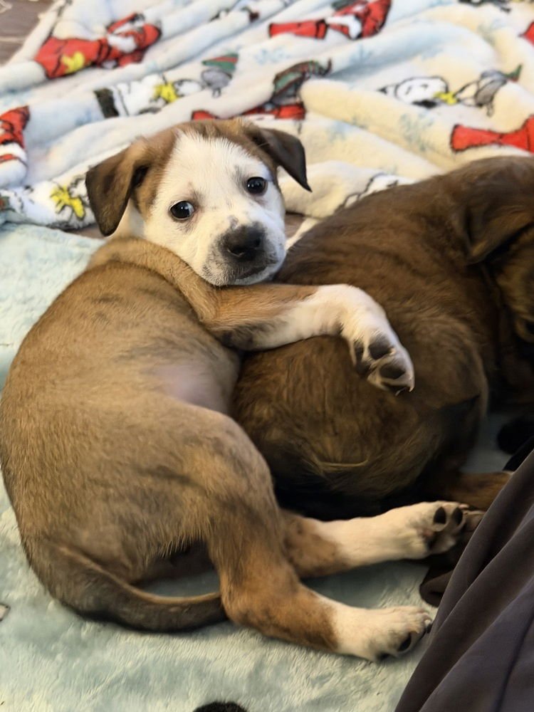 DAWSON'S TRIBUTE : PACEY - Pug / Australian Shepherd available for adoption