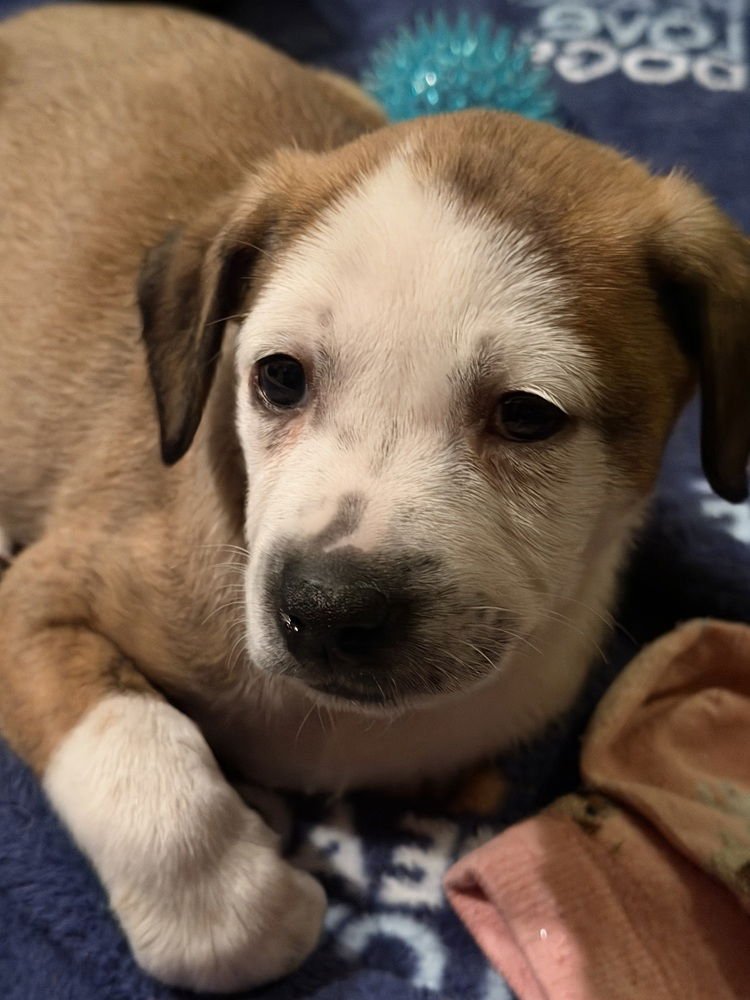 Dawson's Tribute : Pacey - Photo 3