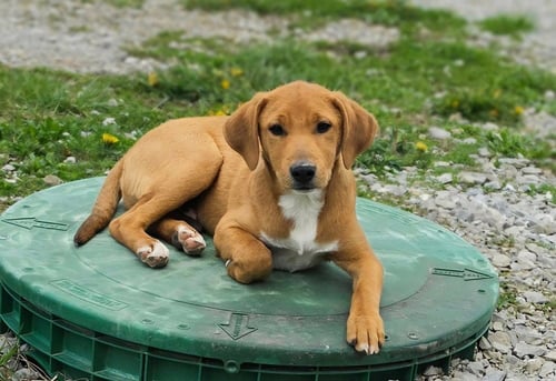 FARM PAWS : SIMBA - Jack Russell Terrier / Mountain Cur available for adoption