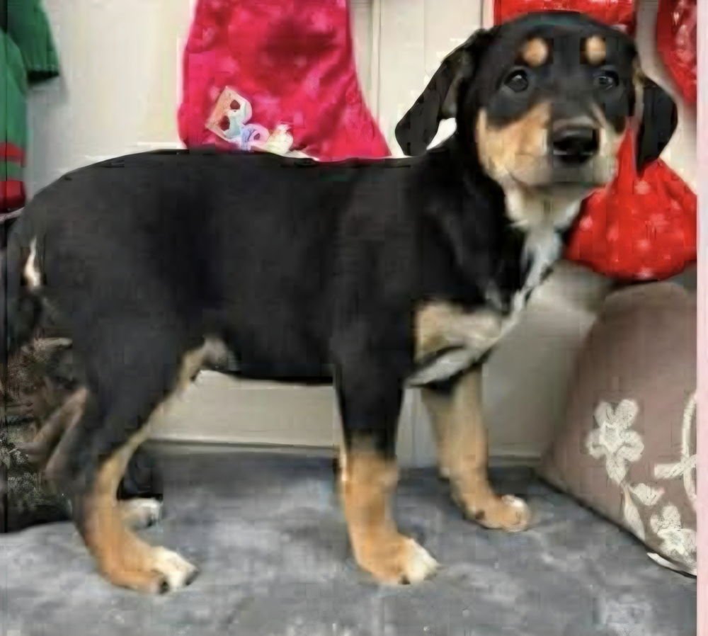 SIBBIES : KENNY - German Shepherd Dog / Plott Hound available for adoption