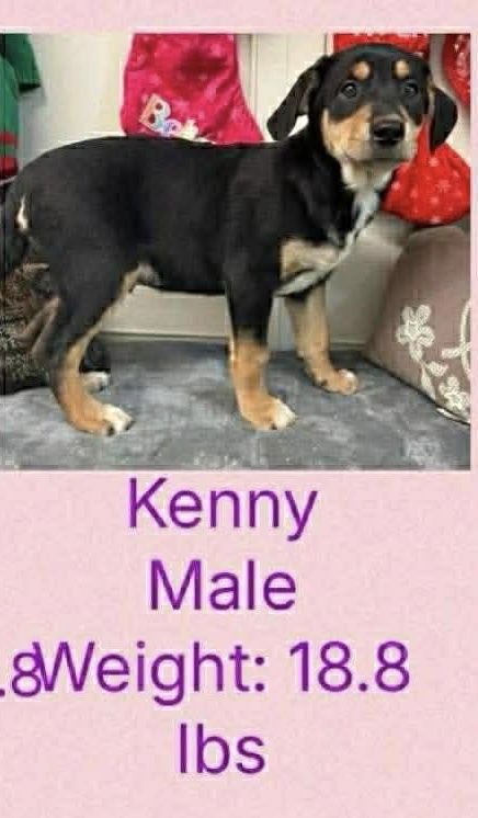 SIBBIES : KENNY - German Shepherd Dog / Plott Hound available for adoption