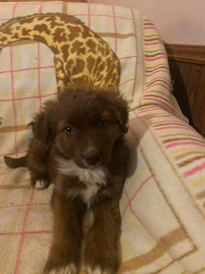 RILEY MAYA - Australian Shepherd available for adoption