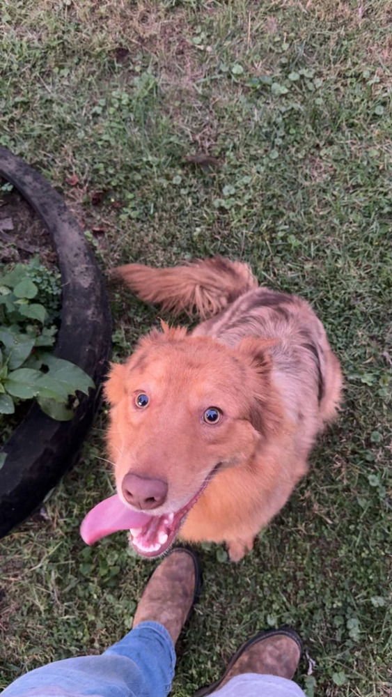 BAILEY LOVE - Australian Shepherd / German Shepherd Dog available for adoption