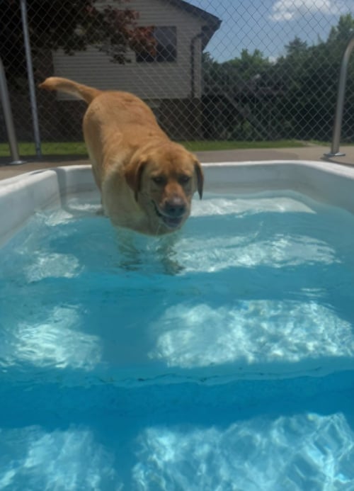 CRAYOLA PACK : CORDUROY - Labrador Retriever available for adoption