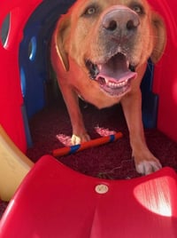 Crayola Pack : Corduroy - Photo 2