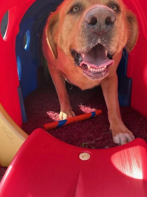 CRAYOLA PACK : CORDUROY - Labrador Retriever available for adoption