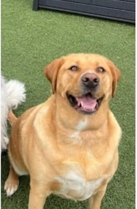 Crayola Pack : Corduroy - Photo 4