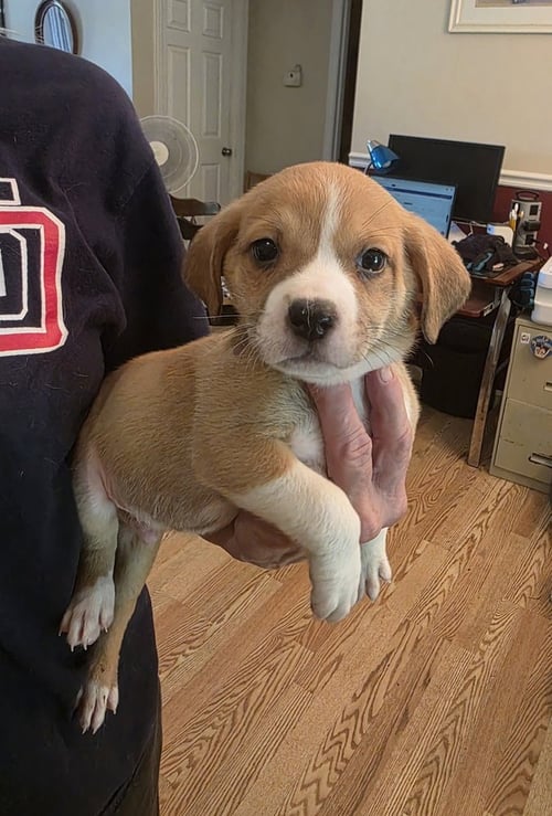 HORSING AROUND : CHANT - Terrier / Beagle for adoption in Cincinnati