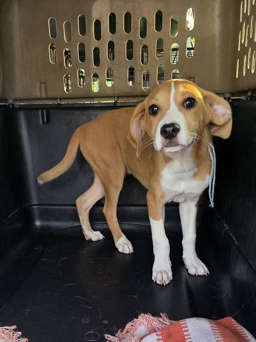 HORSING AROUND : CHANT - Terrier / Beagle available for adoption