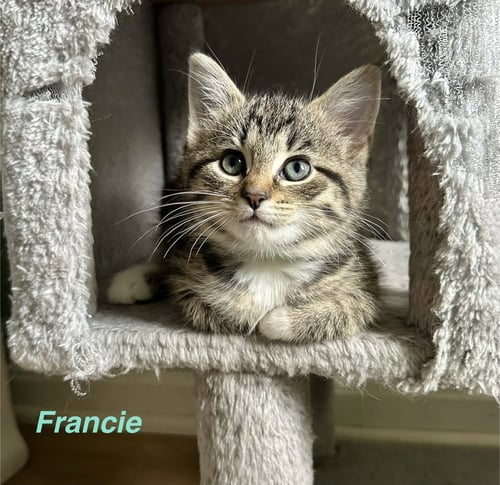 FERNS FELINES : FRANCIE - Domestic Short Hair available for adoption