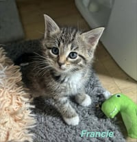 Ferns Felines : Francie - Photo 2