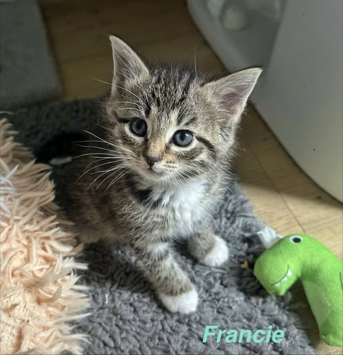 FERNS FELINES : FRANCIE - Domestic Short Hair available for adoption