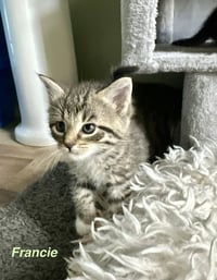 Ferns Felines : Francie - Photo 3