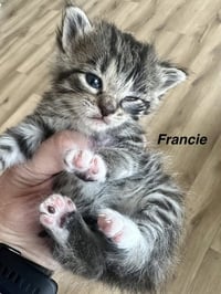 Ferns Felines : Francie - Photo 4