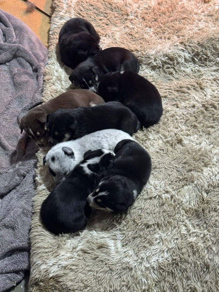 NATURE DAWGS : GLACIER - Alaskan Malamute / Australian Cattle Dog/Blue Heeler available for adoption