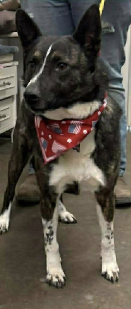 PERCY - Australian Cattle Dog/Blue Heeler available for adoption