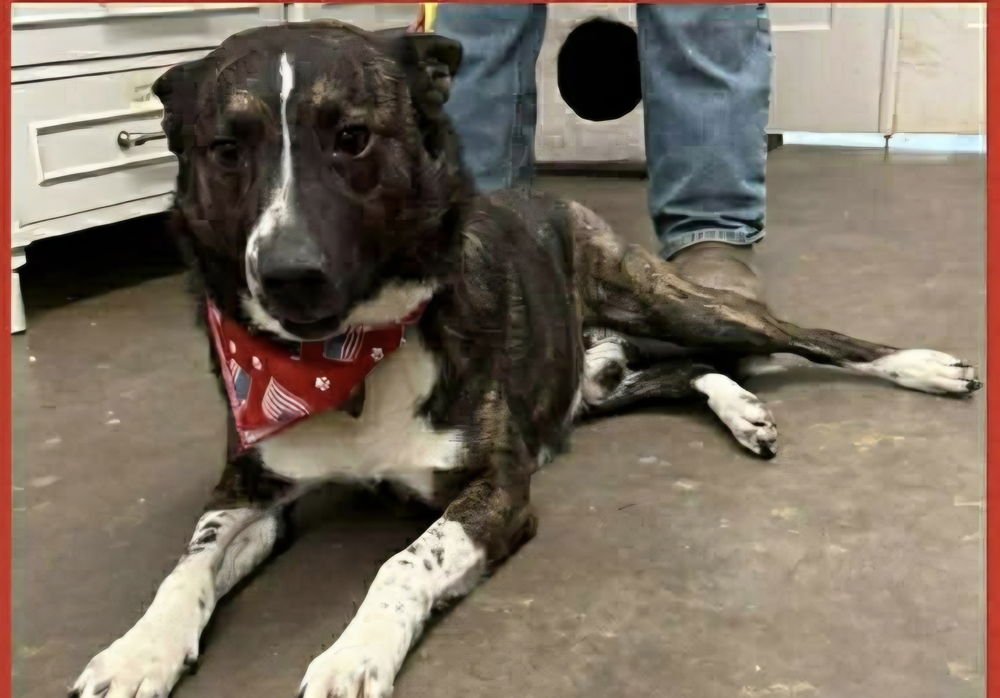 PERCY - Australian Cattle Dog/Blue Heeler available for adoption