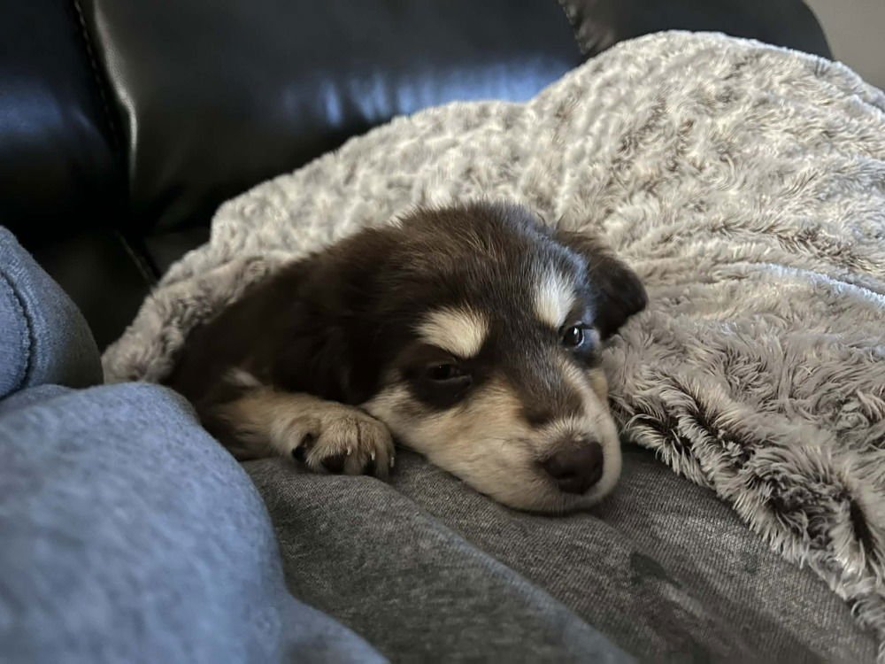 SWEETEST BOYS : PEANUT BUTTER CUP - Dachshund / Husky available for adoption