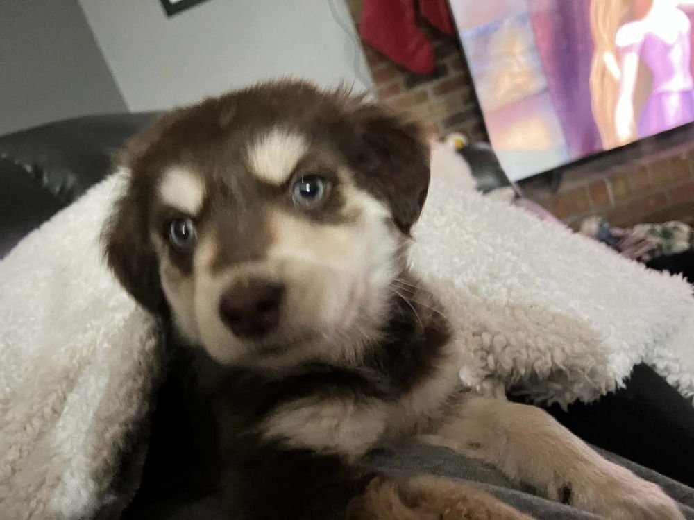 SWEETEST BOYS : PEANUT BUTTER CUP - Dachshund / Husky available for adoption