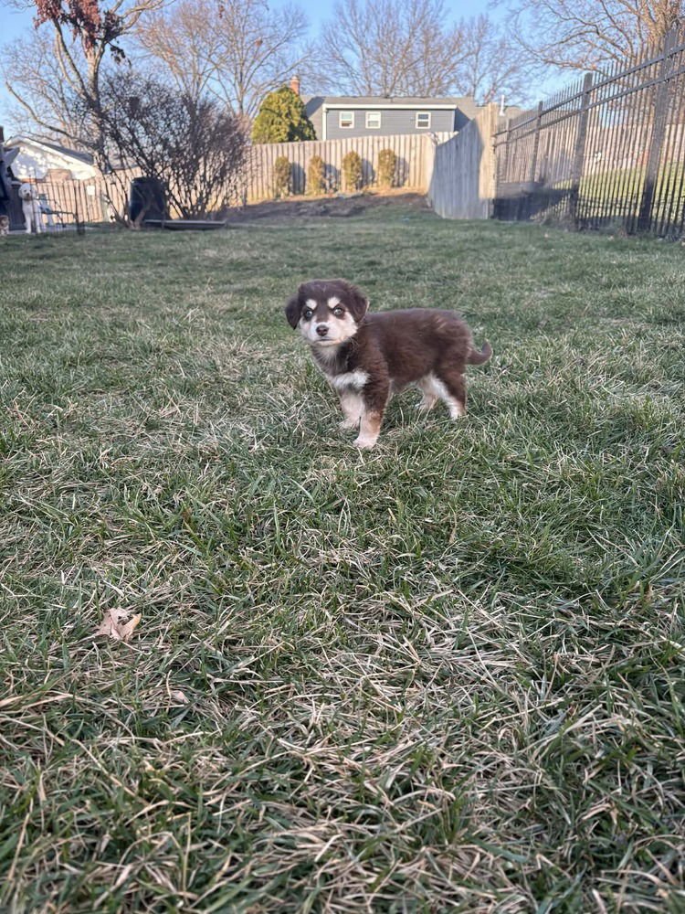 Sweetest Boys : Peanut Butter Cup - Photo 3