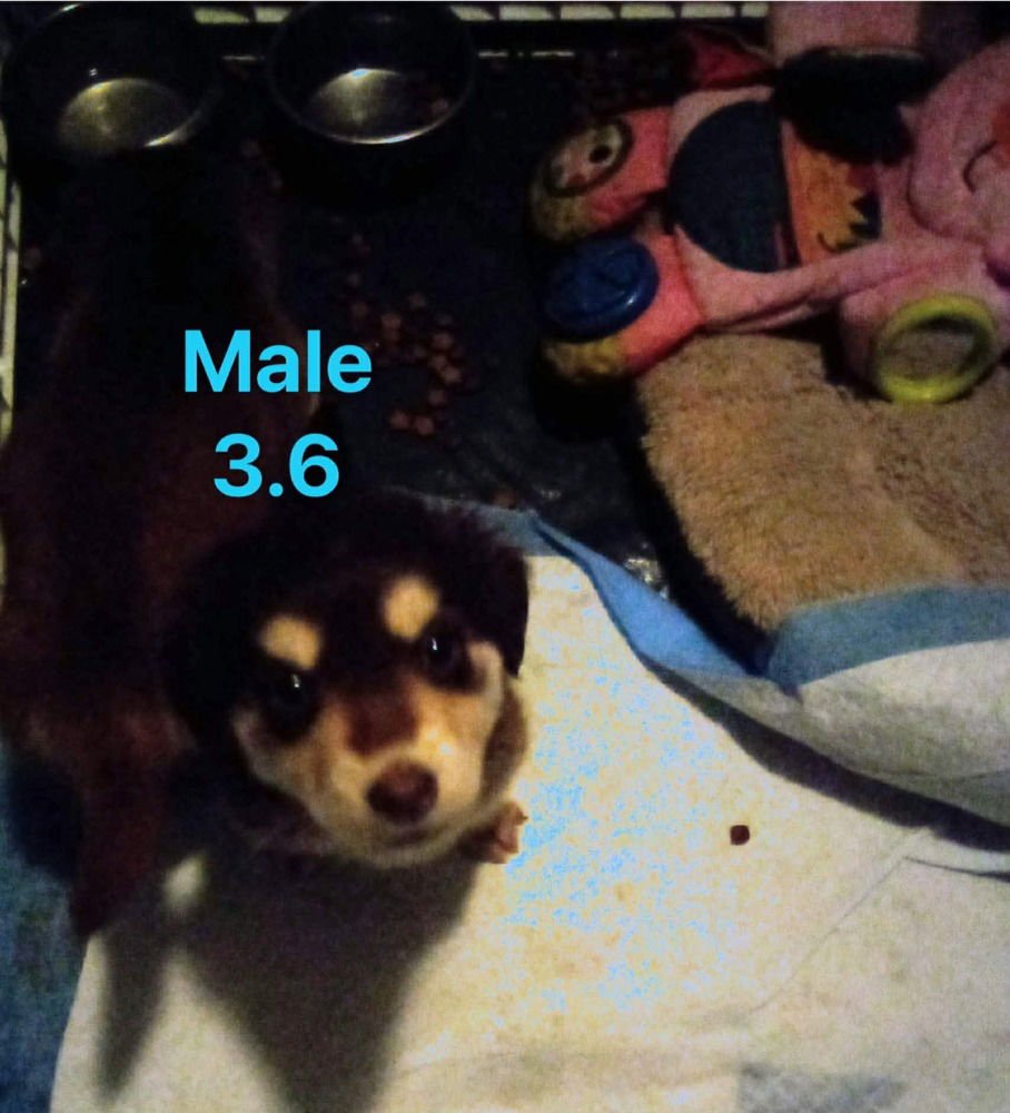 Sweetest Boys : Peanut Butter Cup - Photo 4