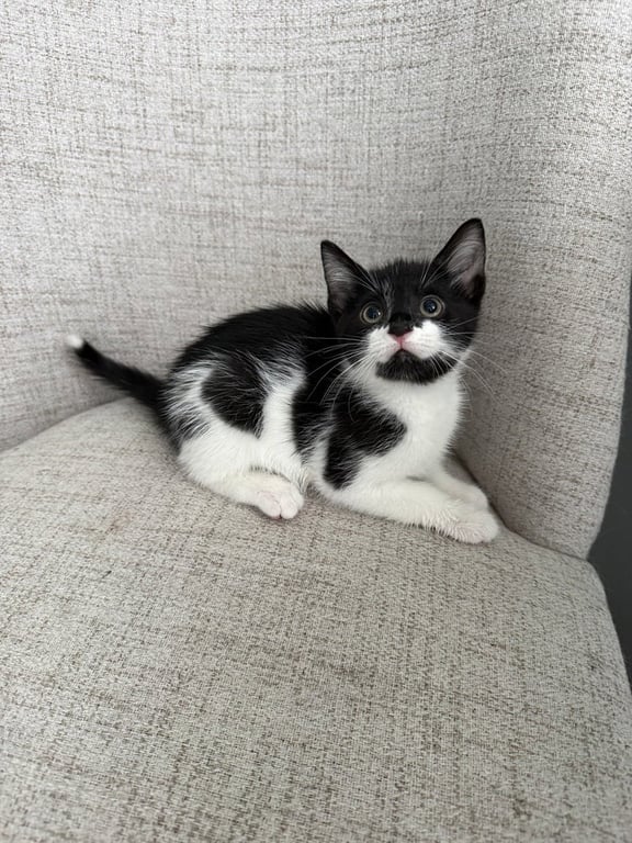 Harrys Cats : Ginny Image