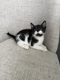 Harrys Cats : Ginny - Photo 1